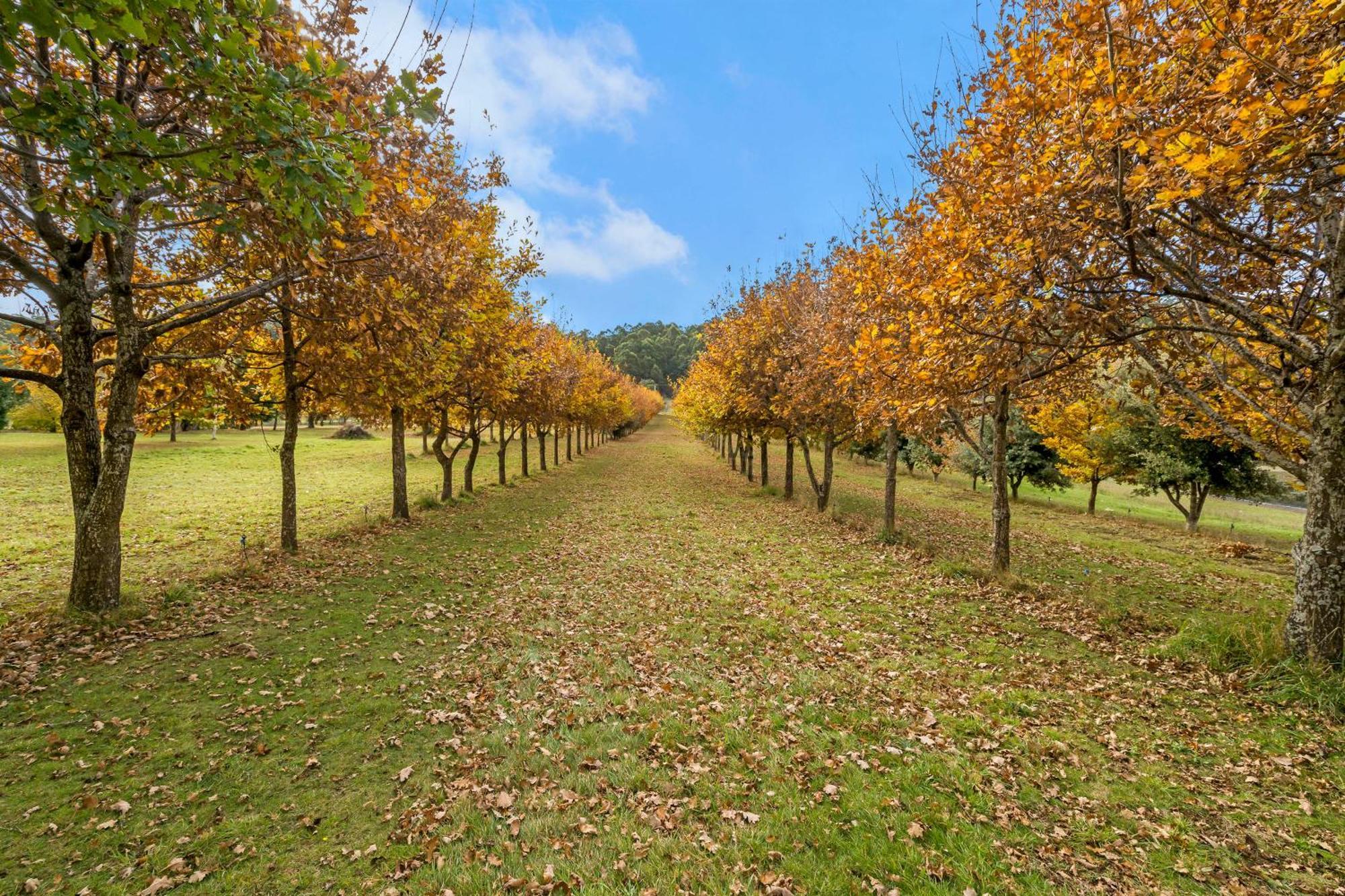 Blackwood Park Cottages Mole Creek Εξωτερικό φωτογραφία